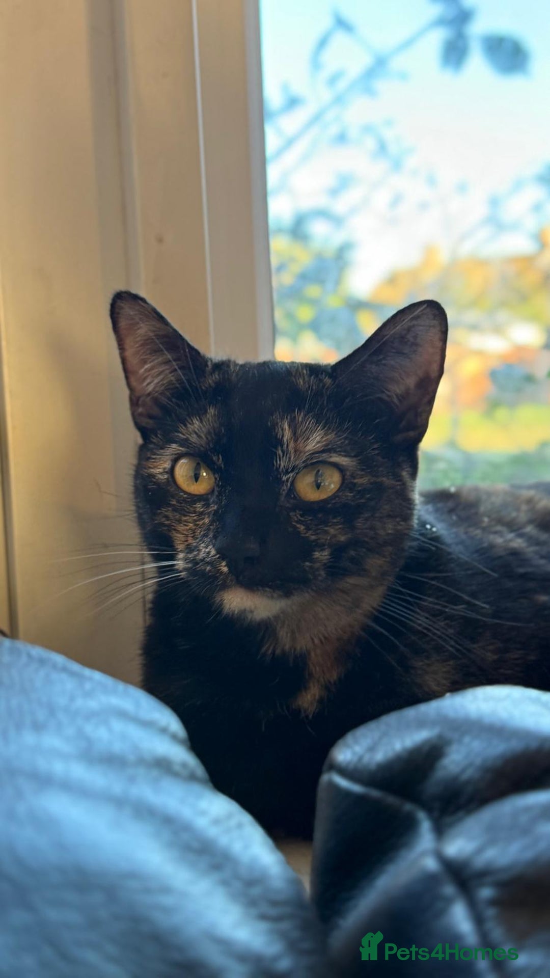 Mixed Breed cats for sale: Two girls left  - Image 2