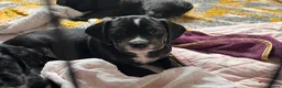 Mixed Breed dogs for sale: Beautiful Spaniel Puppies in Washington - Advert 4