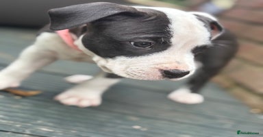 Staffordshire Bull Terrier dogs in Chatteris - Advert 10