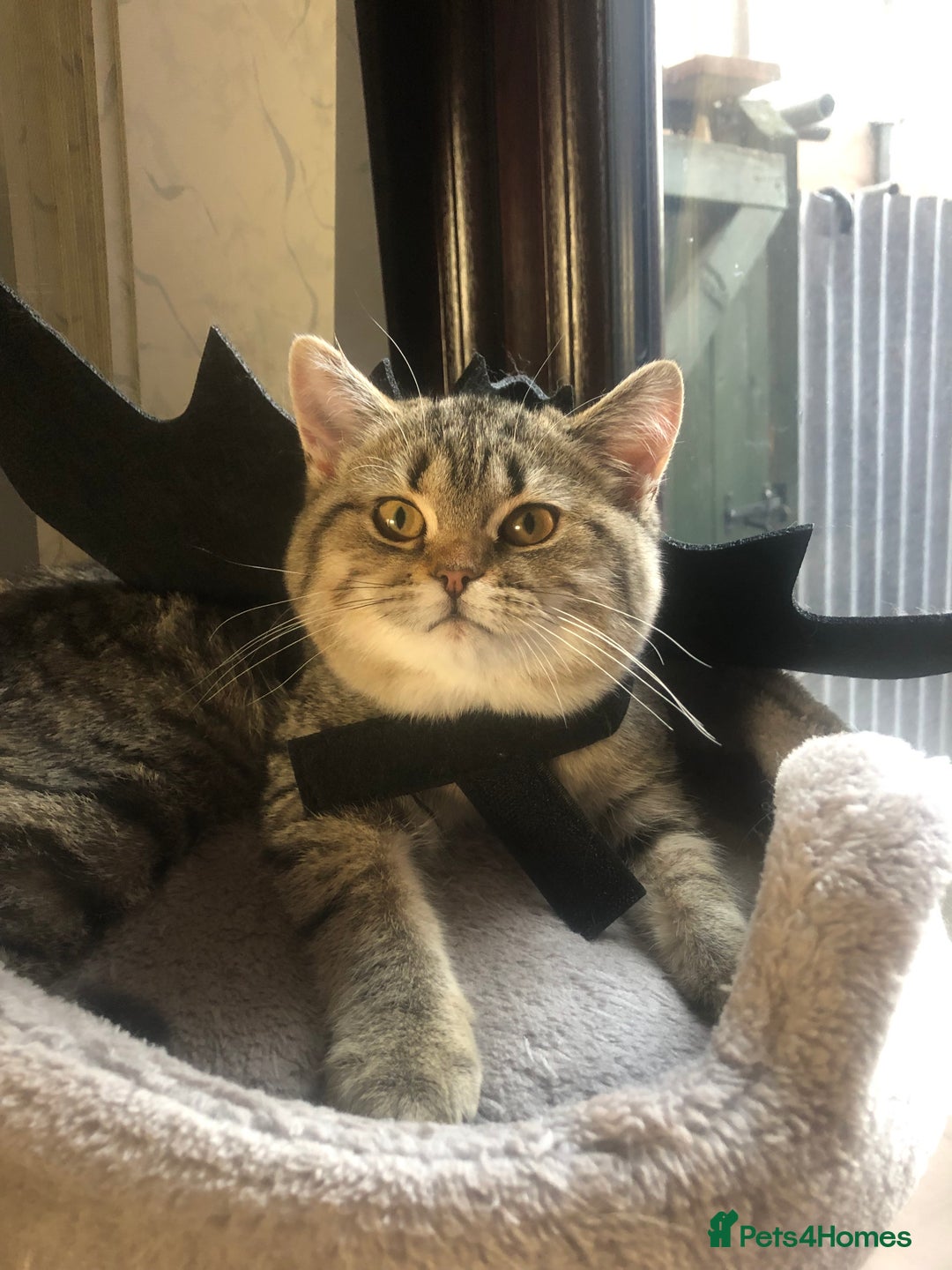 British Shorthair cats for sale: Coco and Layla  - Image 8