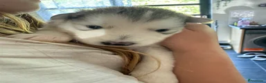 Alaskan Malamute 5