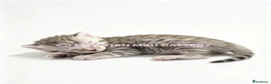 Egyptian Mau 1