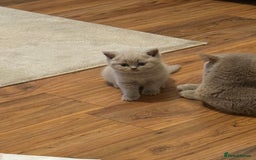 British Shorthair cats for sale: Beautiful rare lilac British shorthair kittens - Image 9