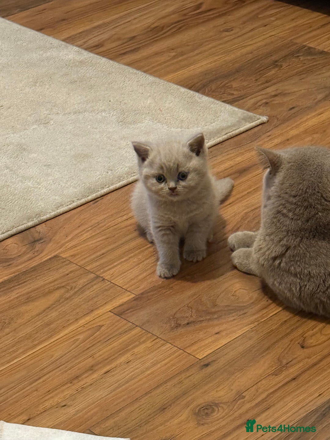 British Shorthair cats for sale: Beautiful rare lilac British shorthair kittens - Image 9