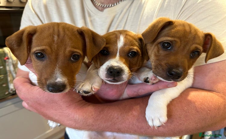 Jack Russell dogs - Advert 1