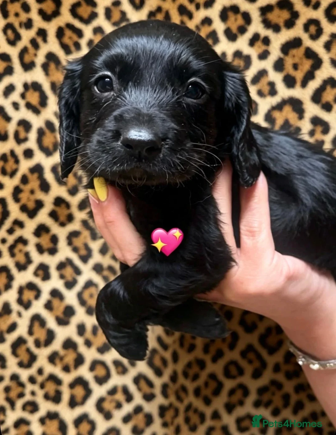Cocker Spaniel dogs for sale: 3 beautiful cocker spainels  - Advert 4