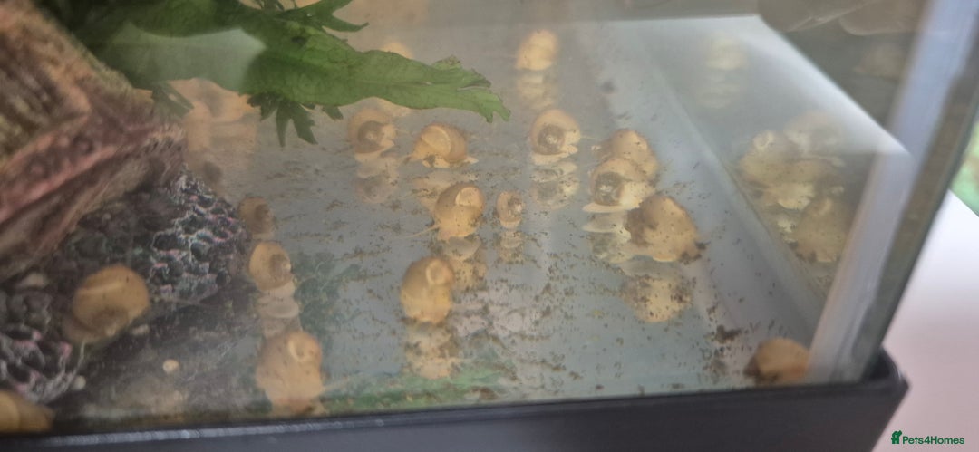 Snails fish for sale: Apple snails - Image 1