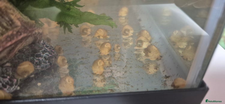 Snails fish - Advert 1