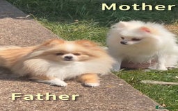 Pomeranian dogs for sale: Tiny Pomeranian Girls – Champion Bloodlines - Image 20