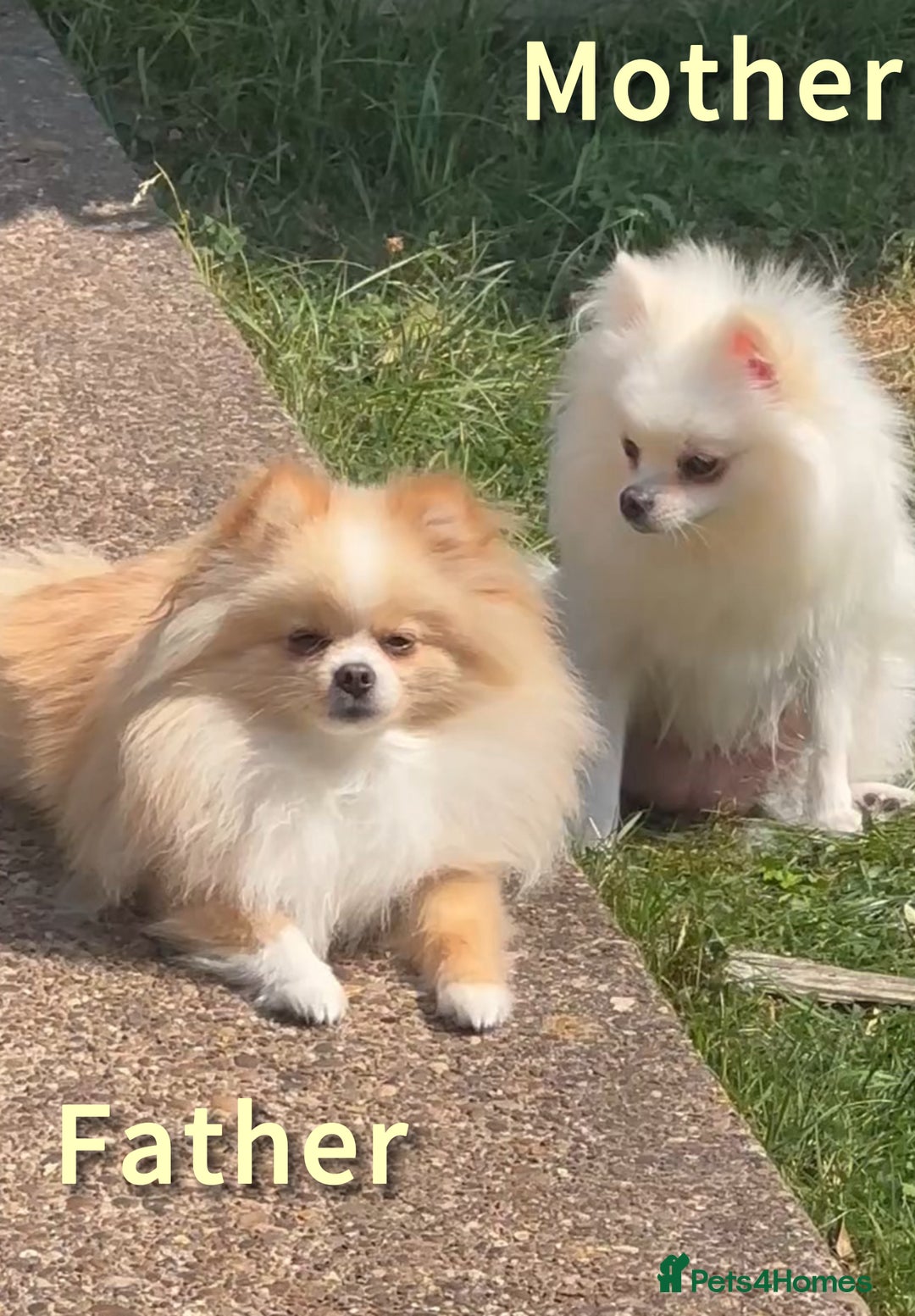 Pomeranian dogs for sale: Tiny Pomeranian Girls – Champion Bloodlines - Image 20
