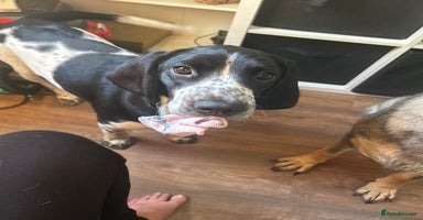 Mixed Breed dogs This is Oswald mix bread  - Advert 2