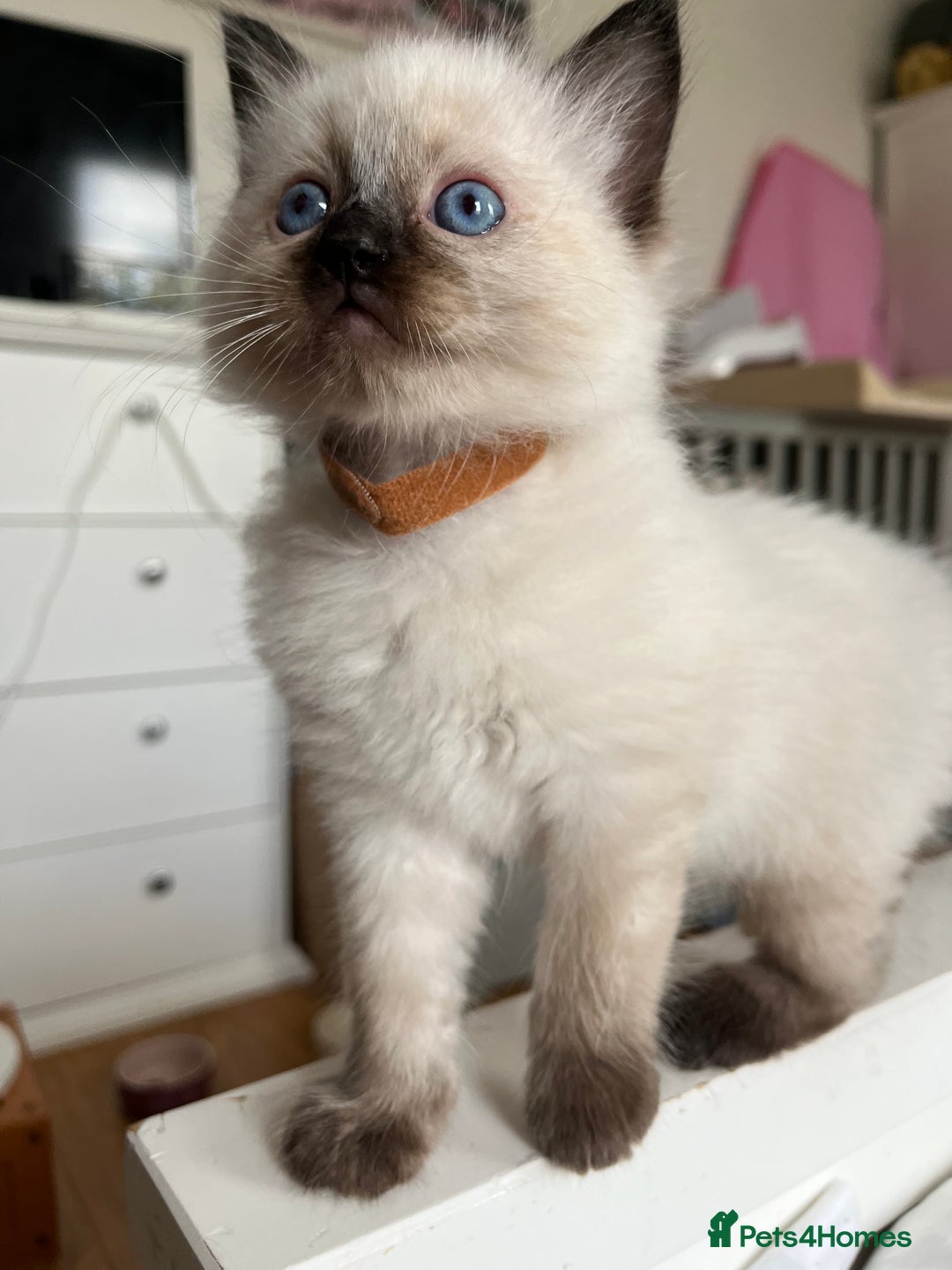 Ragdoll cats for sale: Ragdoll kittens  - Image 9