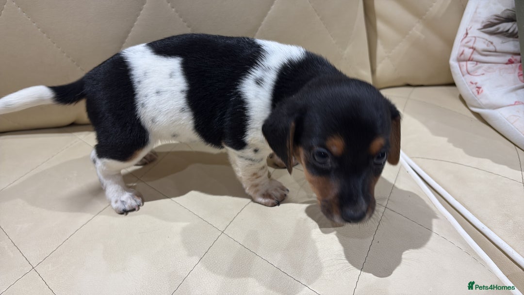 Jack Russell dogs for sale: Jack Russell - Advert 3