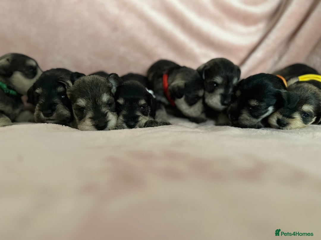 Miniature Schnauzer dogs for sale: OUTSTANDING CHAMPION LINES PUPPIES  - Advert 6