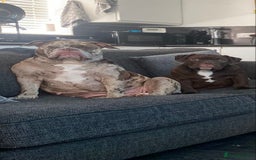 Old Tyme Bulldog dogs for sale: Chocolate male for sale  - Advert 3