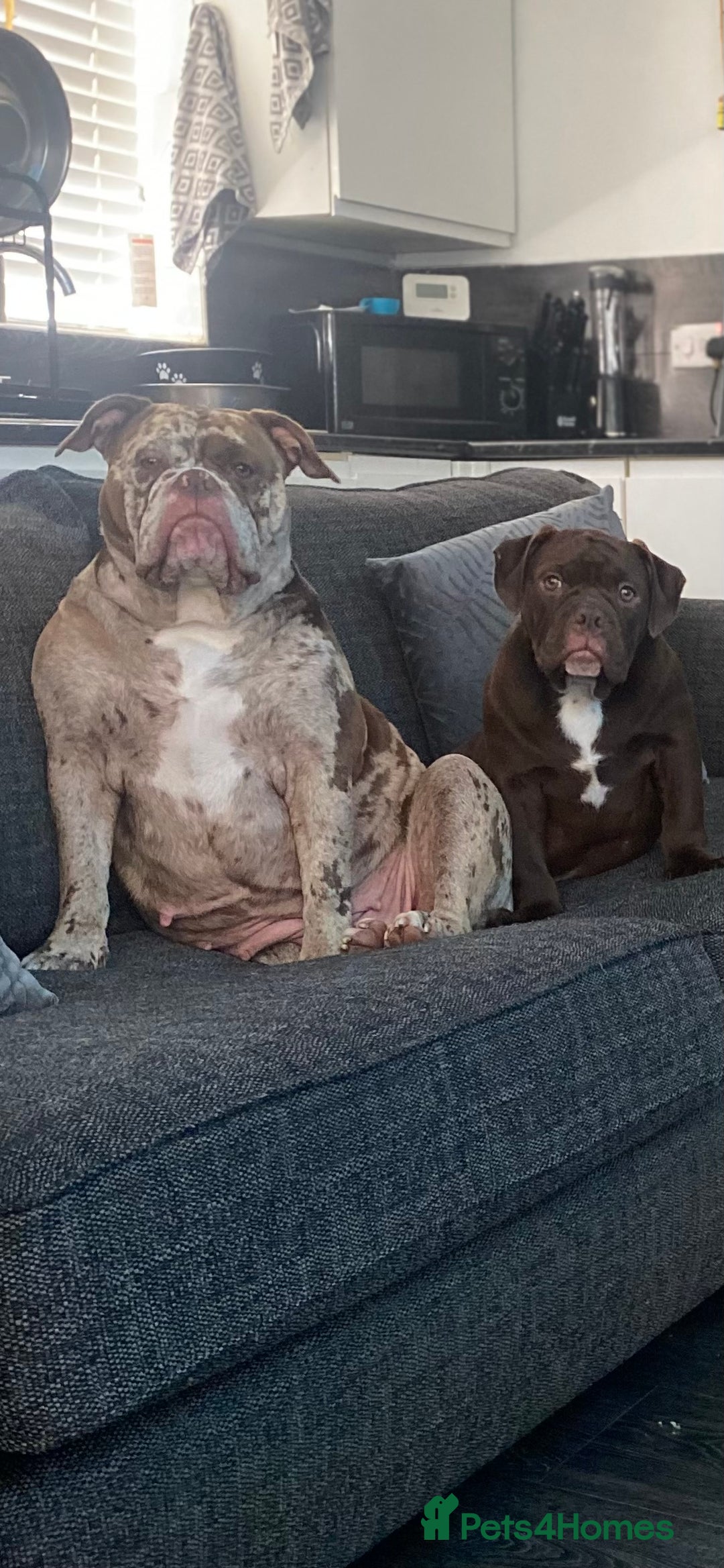 Old Tyme Bulldog dogs for sale: Chocolate male for sale  - Advert 3