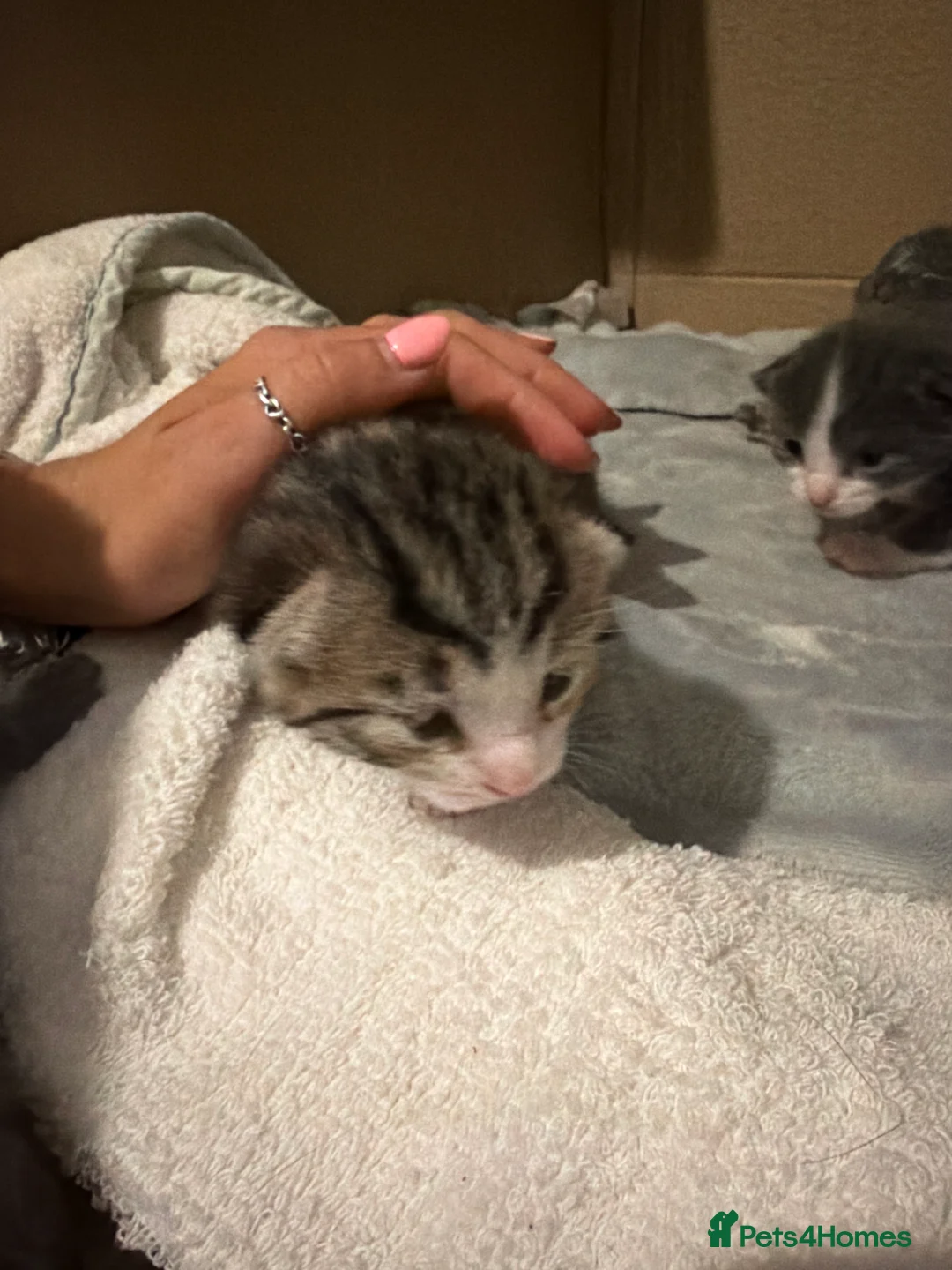 Mixed Breed cats for sale: Maine coone kittens 🐈‍⬛  - Advert 11