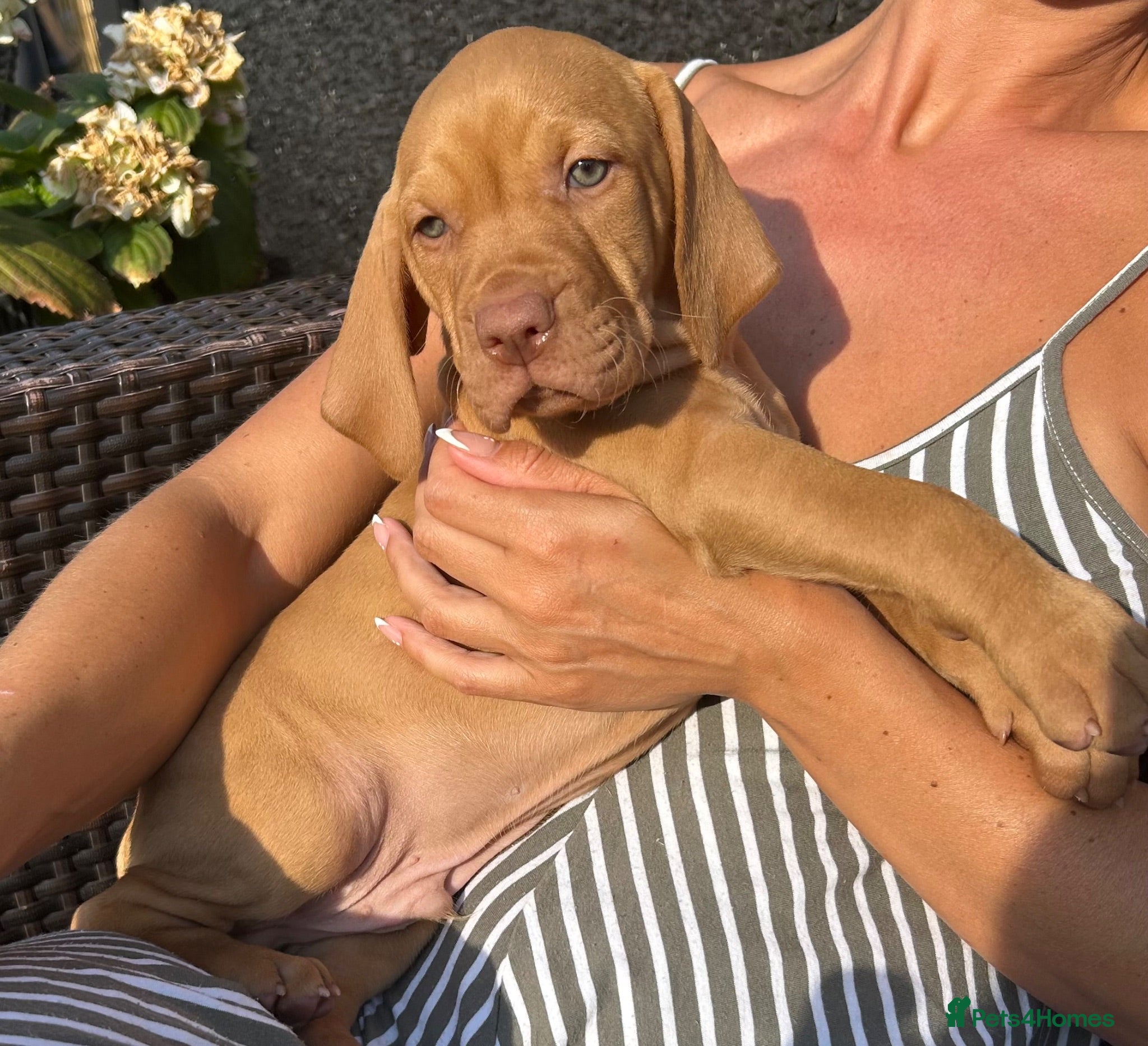Hungarian Vizsla dogs Gunfield duel purpose - Exceptional Show & Working - Advert 2
