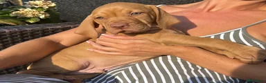 Hungarian Vizsla 3