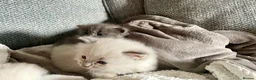 Ragdoll cats for sale: Unique Ragdoll Kittens - health tested parents - Advert 11