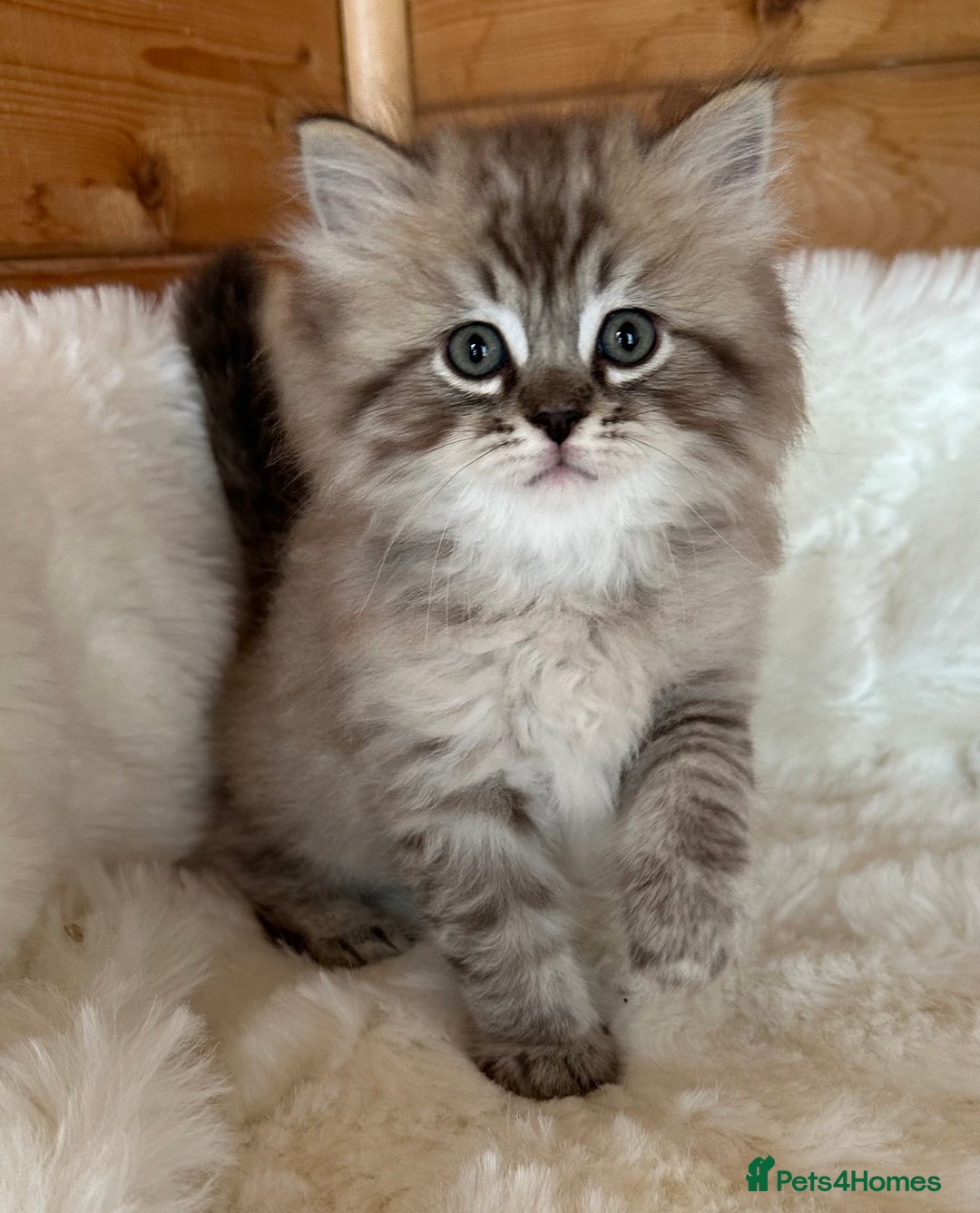 RagaMuffin cats for sale: PEDIGREE RAGAMUFFIN KITTENS RARE - Image 5