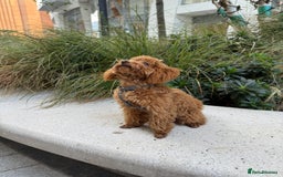 Toy Poodle dogs for sale: Toy Poodle Girl – Looking for a Loving Home - Image 5