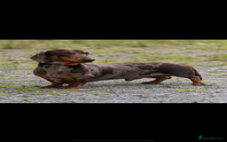 Miniature Dachshund dogs for stud: Kc Chocolate dapple stud  - Image 1