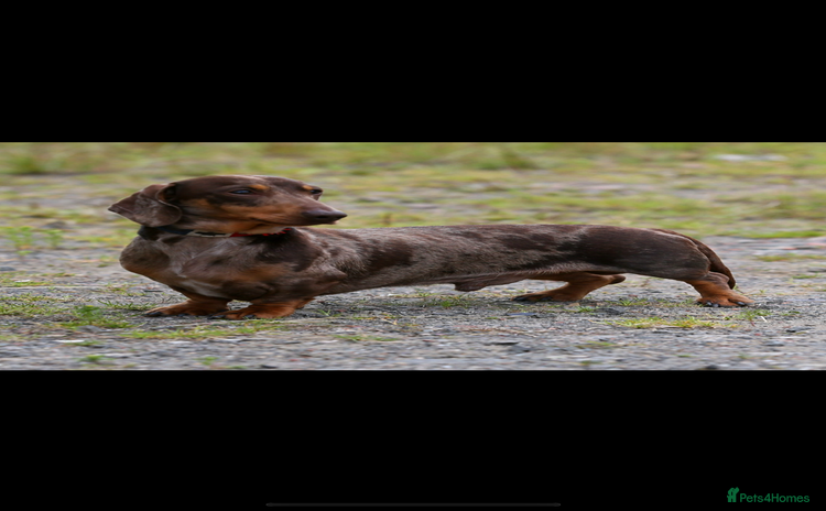 Miniature Dachshund dogs - Advert 4