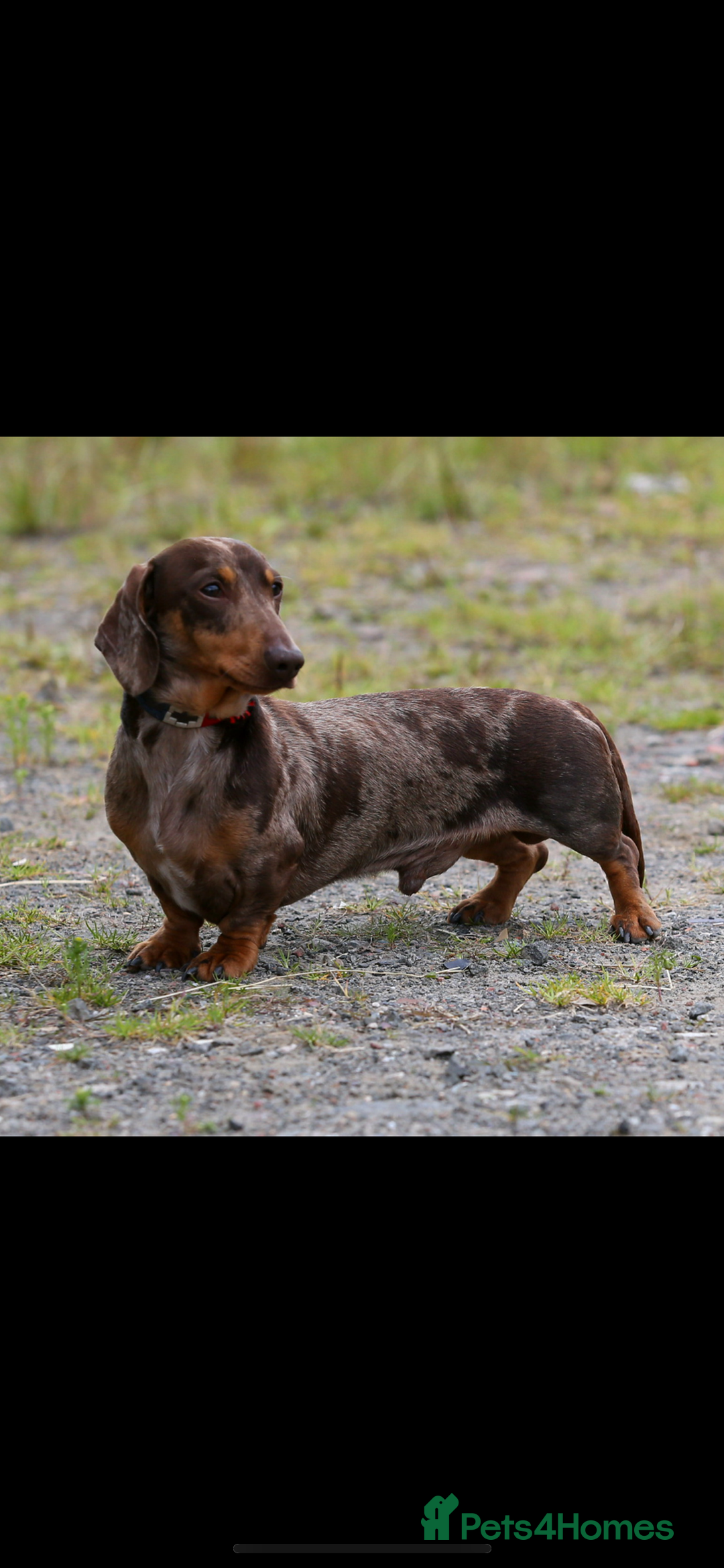 Miniature Dachshund dogs for stud: Kc Chocolate dapple stud  - Image 1