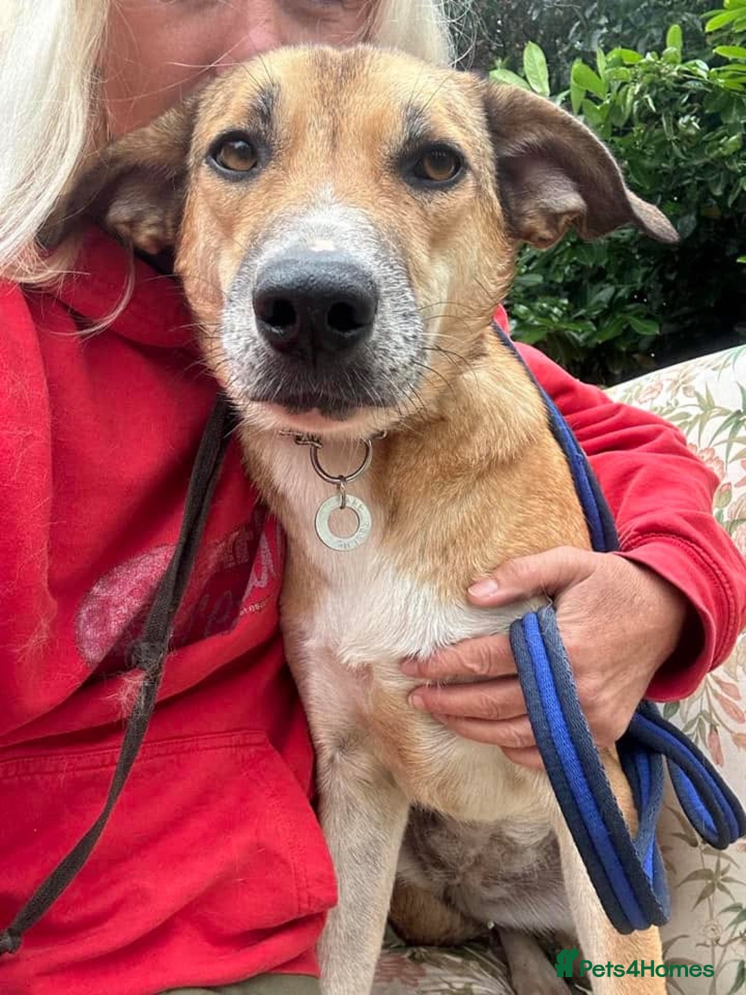 Mixed Breed dogs for adoption: Sara - Norwich Norfolk  - Image 12