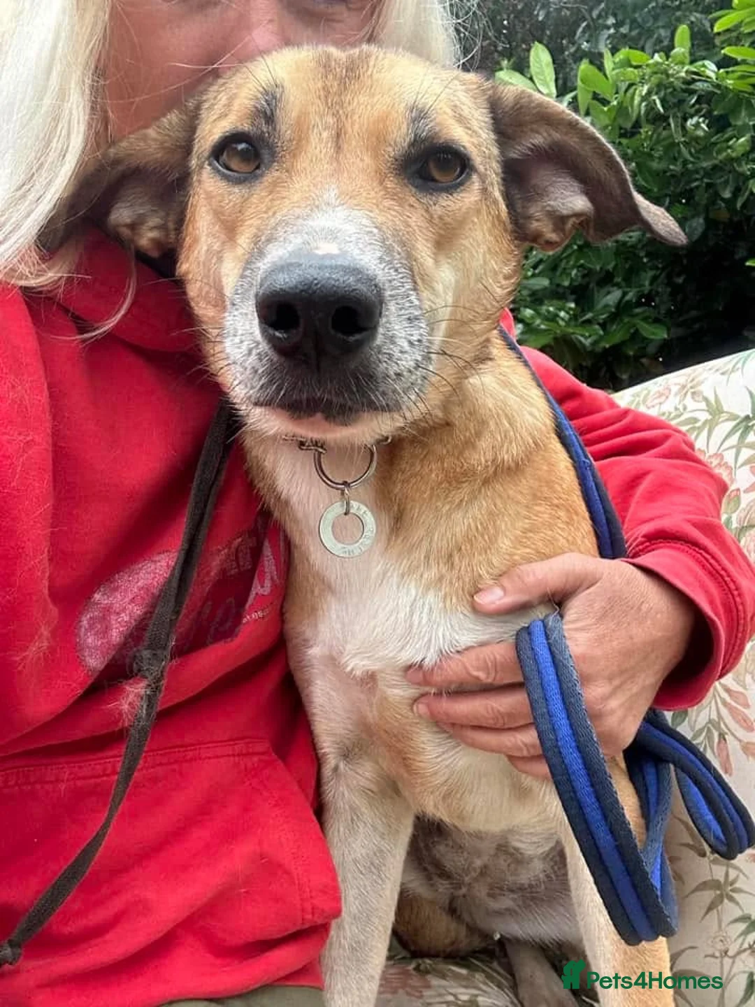 Mixed Breed dogs for adoption: Sara - Norwich Norfolk  - Advert 12