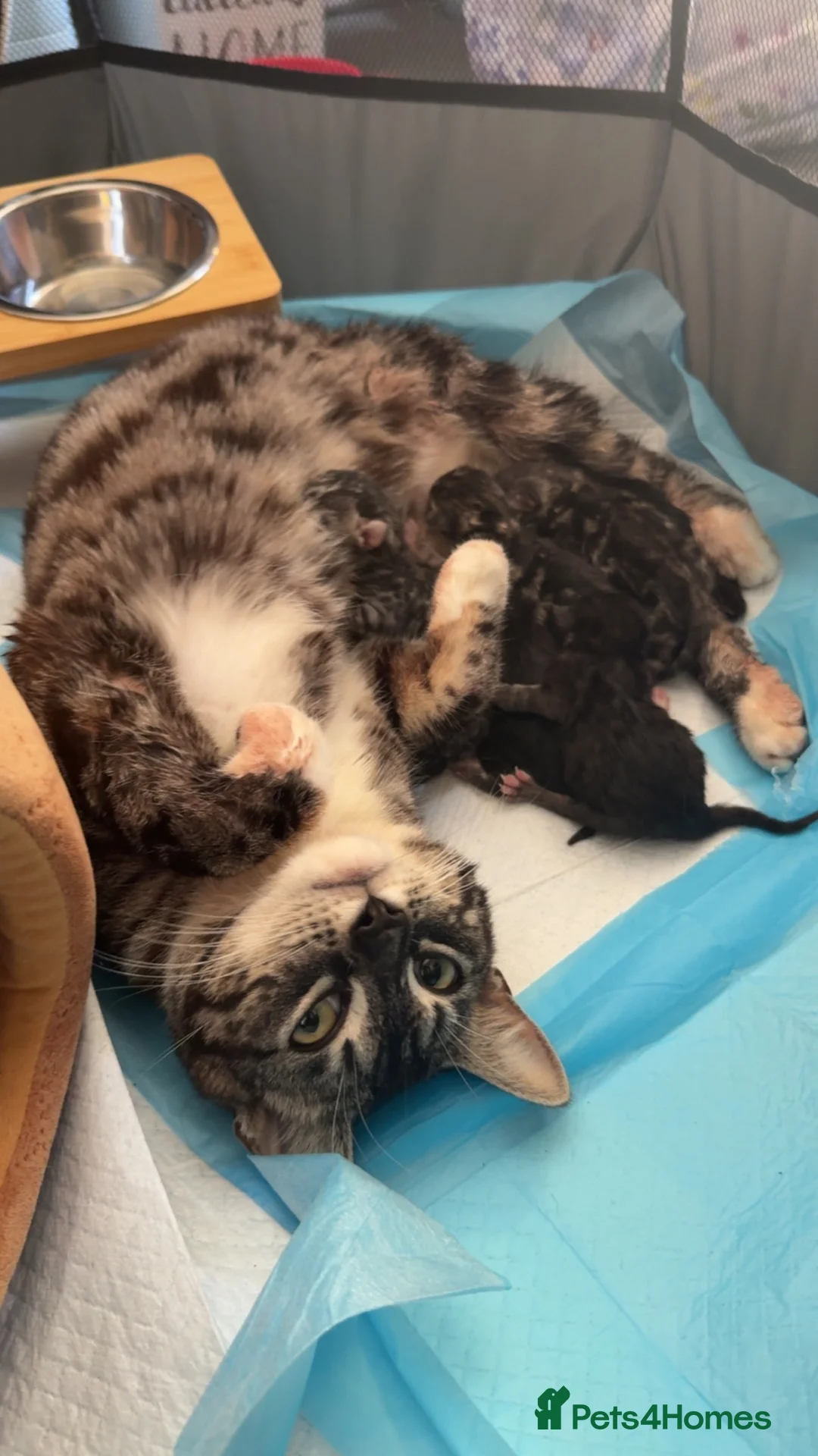 Bengal cats for sale: 🐾 Beautiful Bengal x Maine Coon Kittens 🐾 - Advert 1