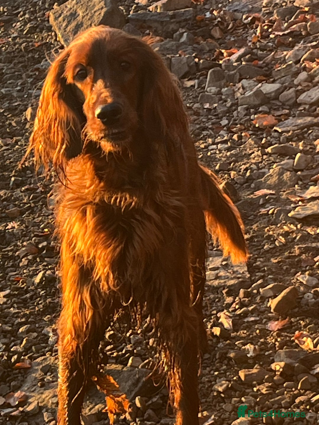 Irish Setter dogs for sale: Quality Irish setter puppies KC Registered - Advert 22