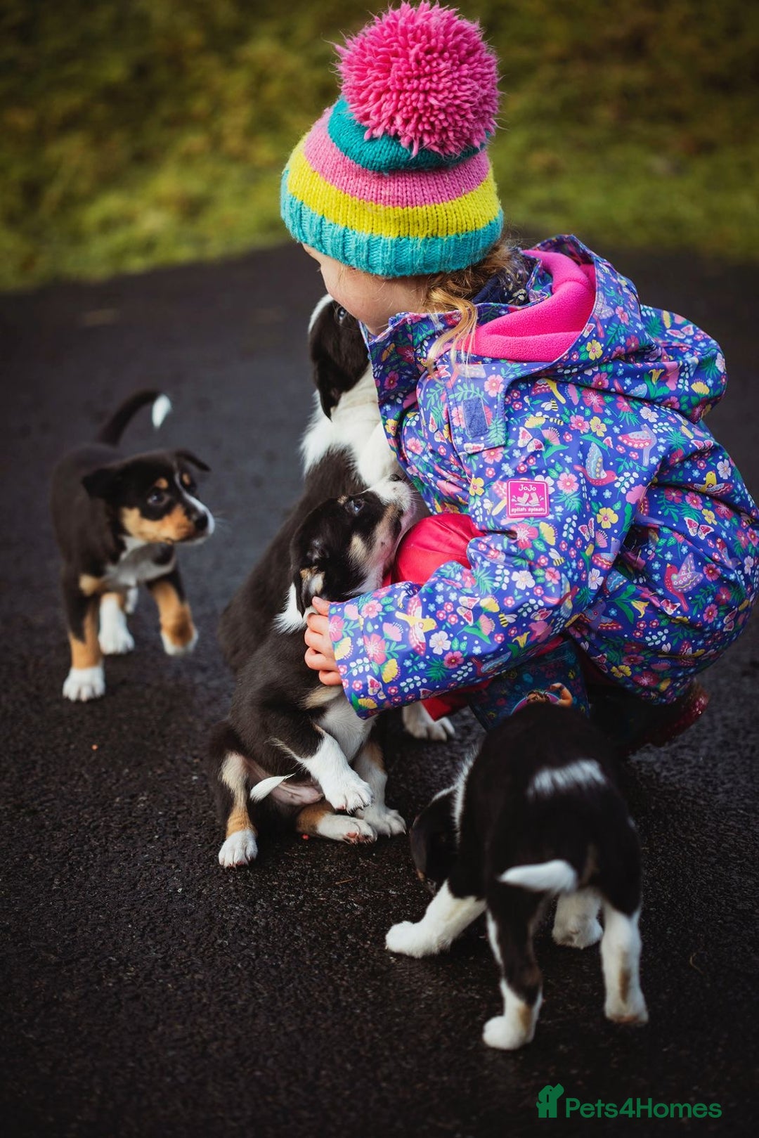 Border Collie dogs for sale: Welsh Collie puppies - Advert 1
