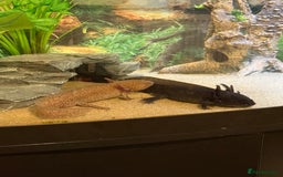 Axolotl reptiles for sale: 3 gorgeous and cute Male axolotls - Image 4