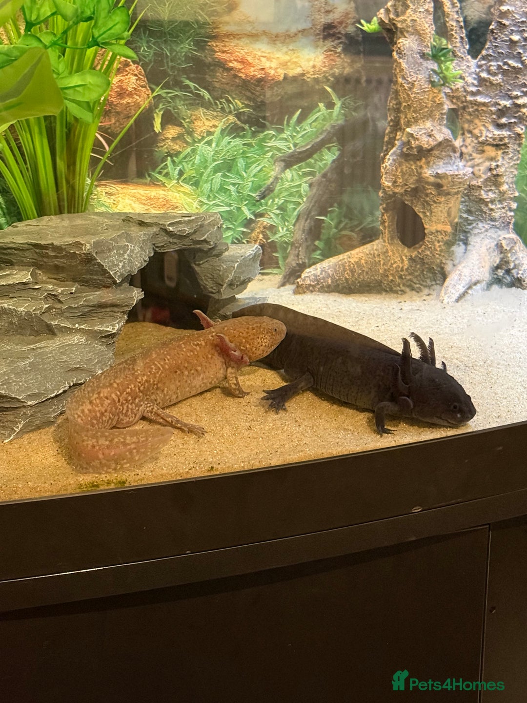 Axolotl reptiles for sale: 3 gorgeous and cute Male axolotls - Image 4