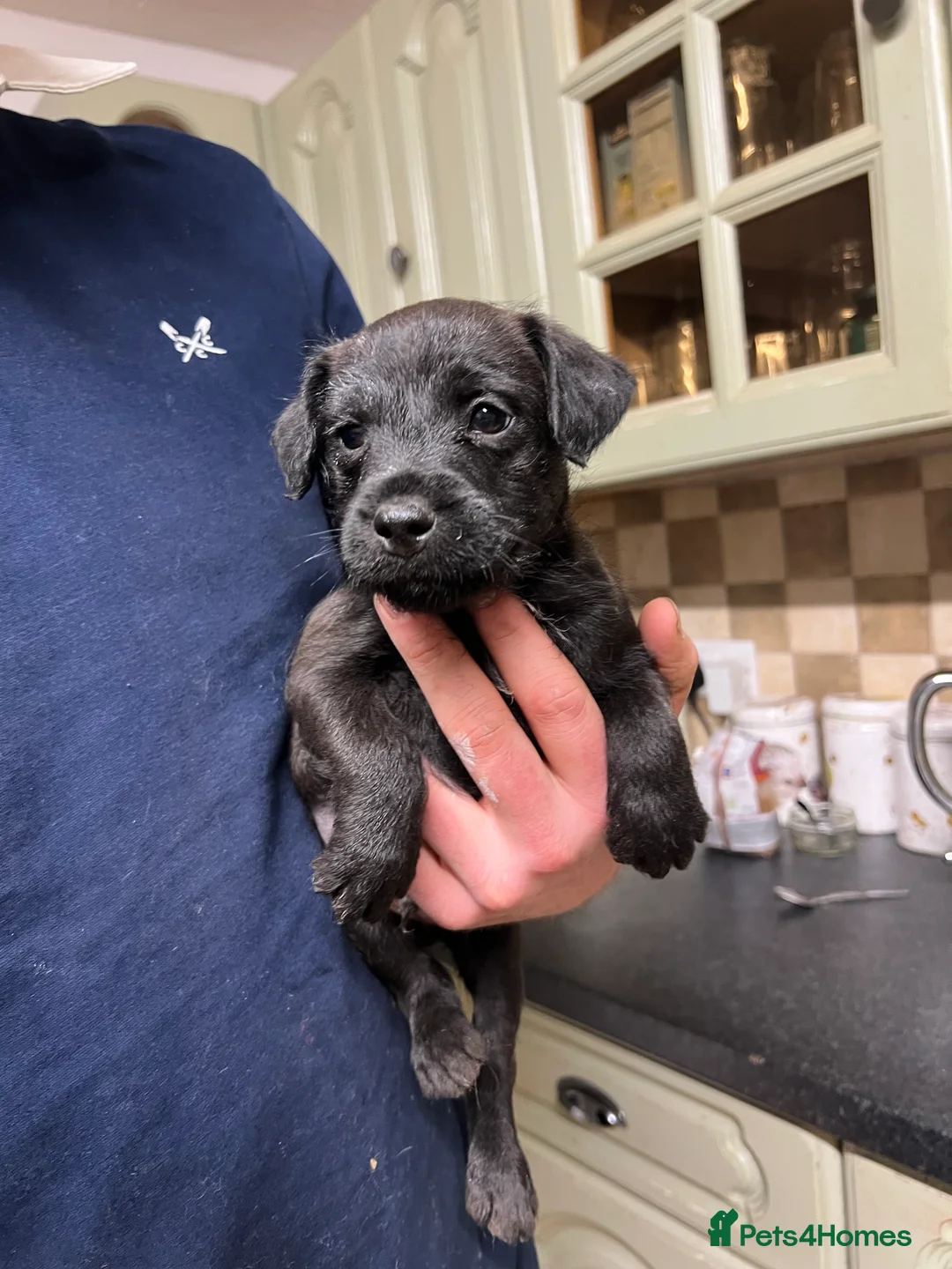 Lakeland Terrier dogs for sale: Lakeland puppies  - Advert 4