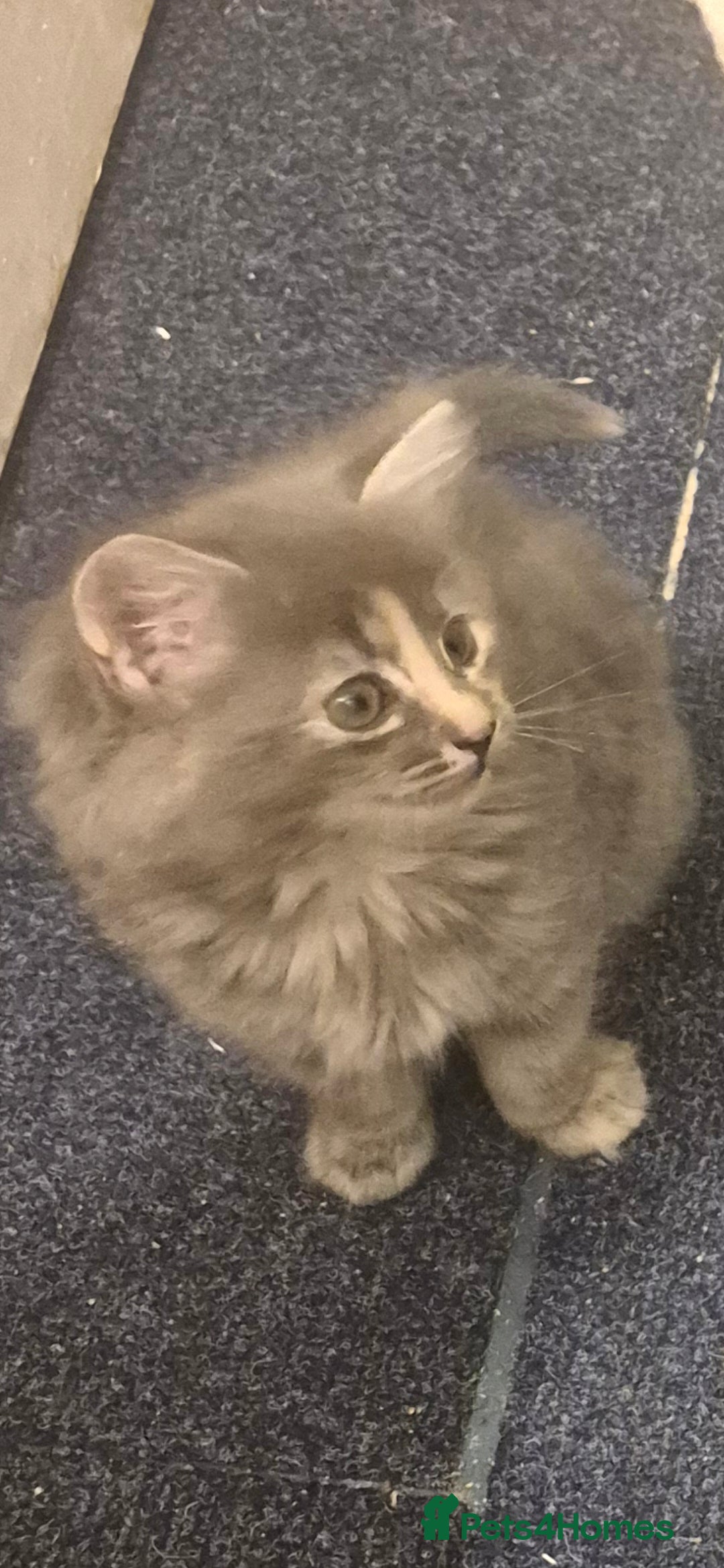 British Shorthair cats for sale: 5 beautiful friendly kittens  - Advert 9