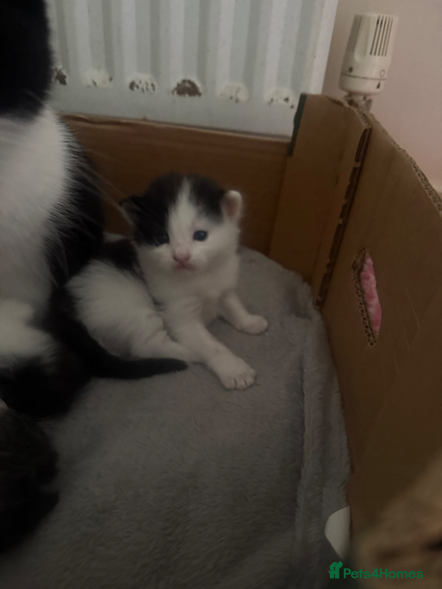 Mixed Breed cats for sale: Kittens for sale  in Chester - Advert 4