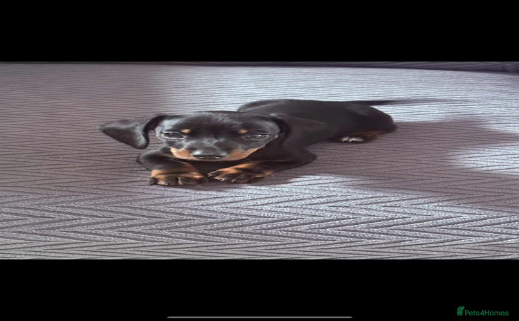 Dachshund dogs - Advert 10
