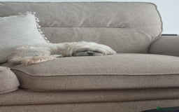 Malshi dogs for sale: ❤️ Loving Home Wanted for Our Beautiful Penny ❤️ - Image 8