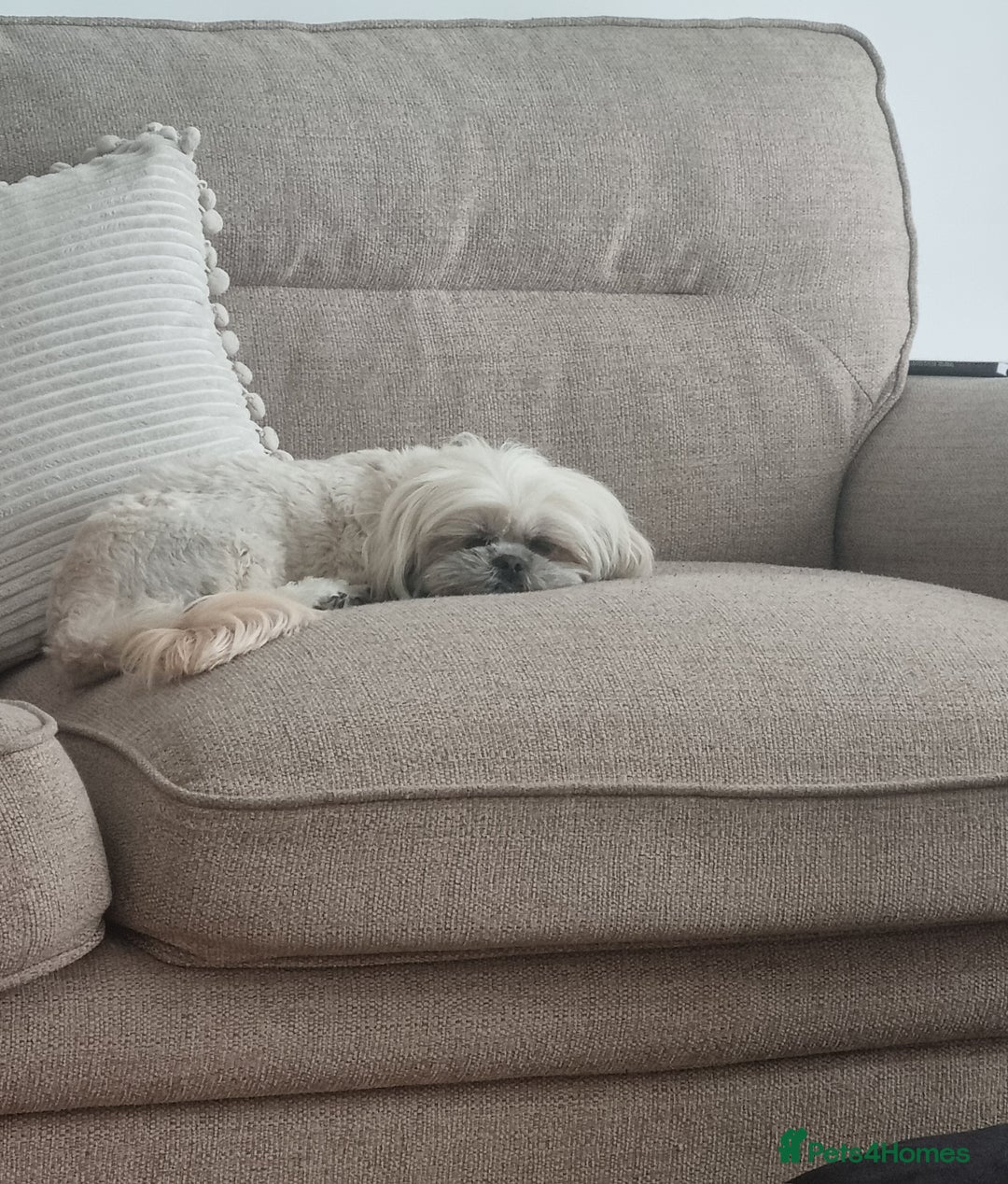 Malshi dogs for sale: ❤️ Loving Home Wanted for Our Beautiful Penny ❤️ - Image 8