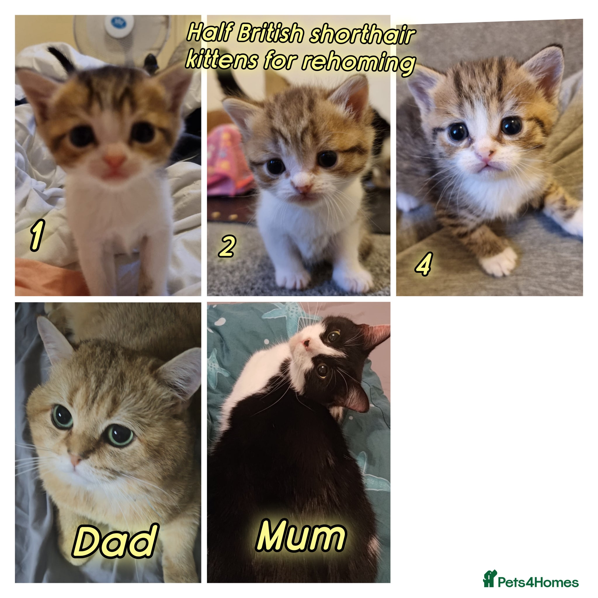 Mixed Breed cats 🐾 Stunning Half British Shorthair Kittens 🐾 - Advert 3