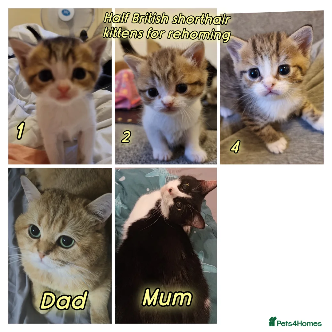 Mixed Breed cats for sale: 🐾 Stunning Half British Shorthair Kittens 🐾 in Stoke-on-Trent - Advert 1