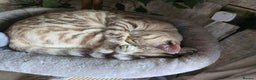 Bengal cats for sale: Bengal cross tabby kittens  - Advert 4