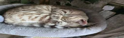 Bengal cats for sale: Bengal cross tabby kittens  - Advert 4