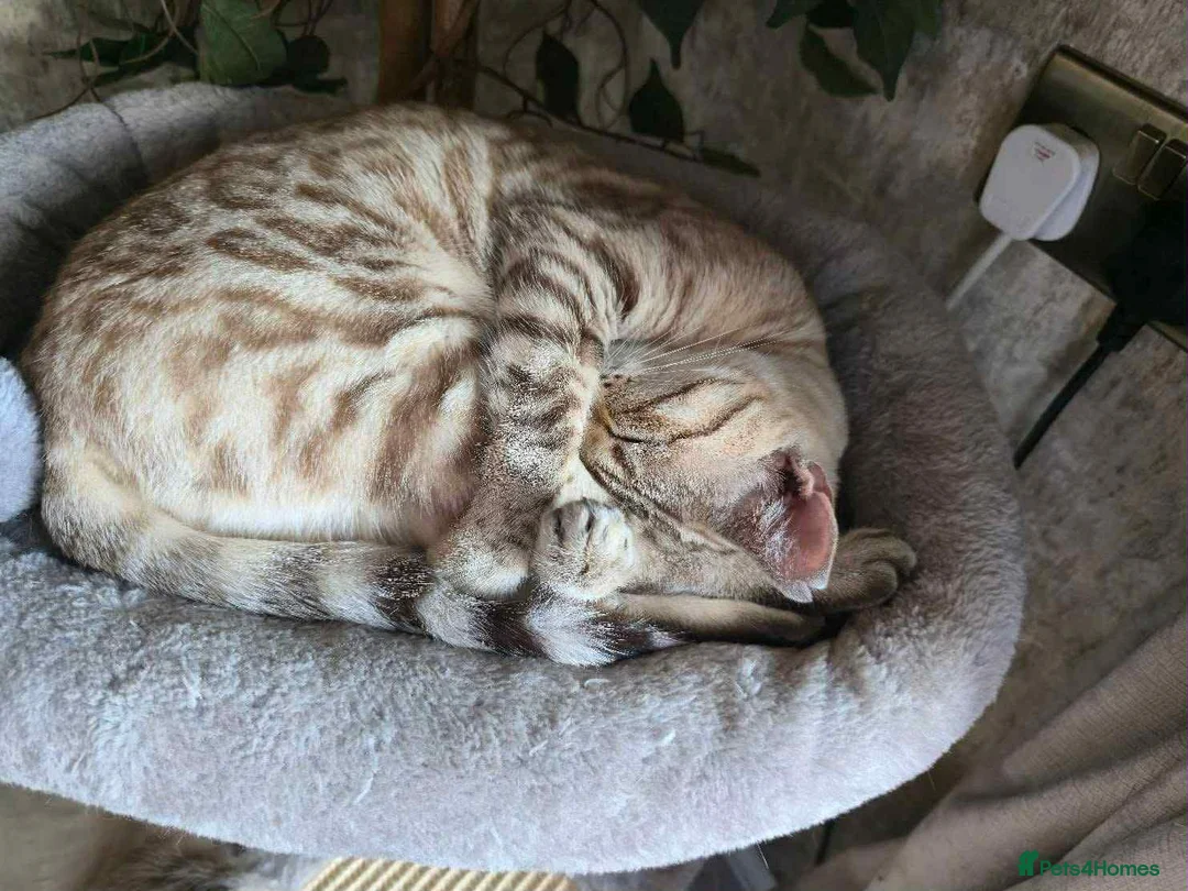 Bengal cats for sale: Bengal cross tabby kittens  - Advert 4