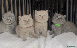 British Shorthair cats for sale: Absolutely beautiful BSH kittens  - Image 13