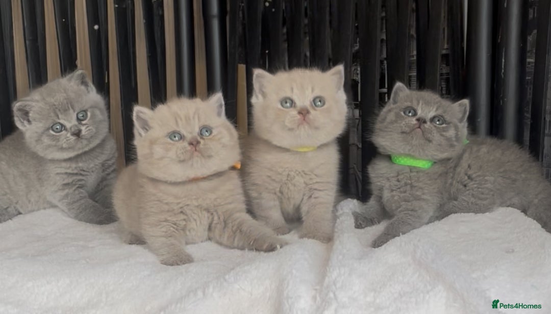 British Shorthair cats for sale: Absolutely beautiful BSH kittens  - Image 13