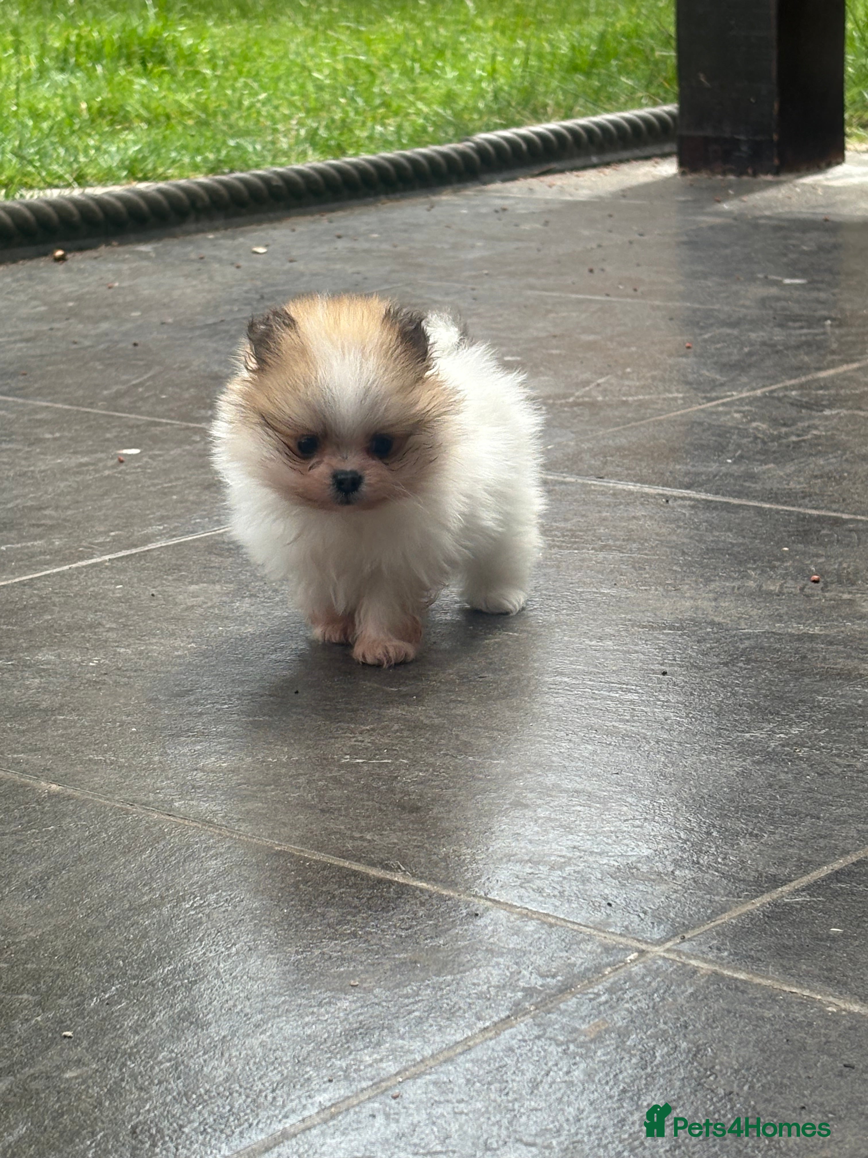 Pomeranian dogs TINY🏆 Merle & cream Pomeranian 🐾puppy’s   - Advert 2